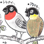 ウソ ウソ